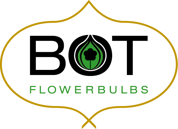 Flowerbulbs for the professional flowergrower