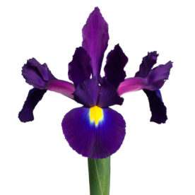 Iris surtido