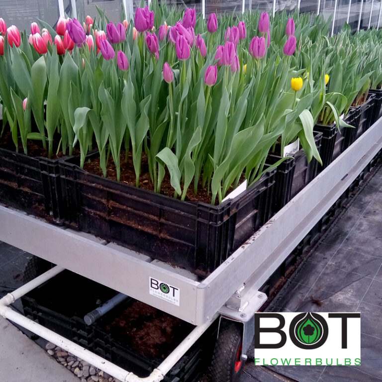 Tulp Teeltinformatie – Bot Flowerbulbs