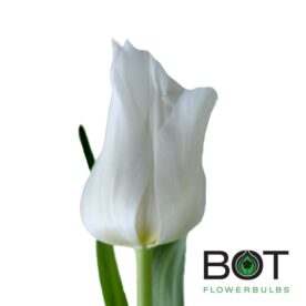 Ballade White