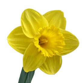Daffodil assortment